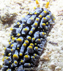 Common nudibranch found around Malaysia. Taken with an Ol... by Shawn Siebertz 